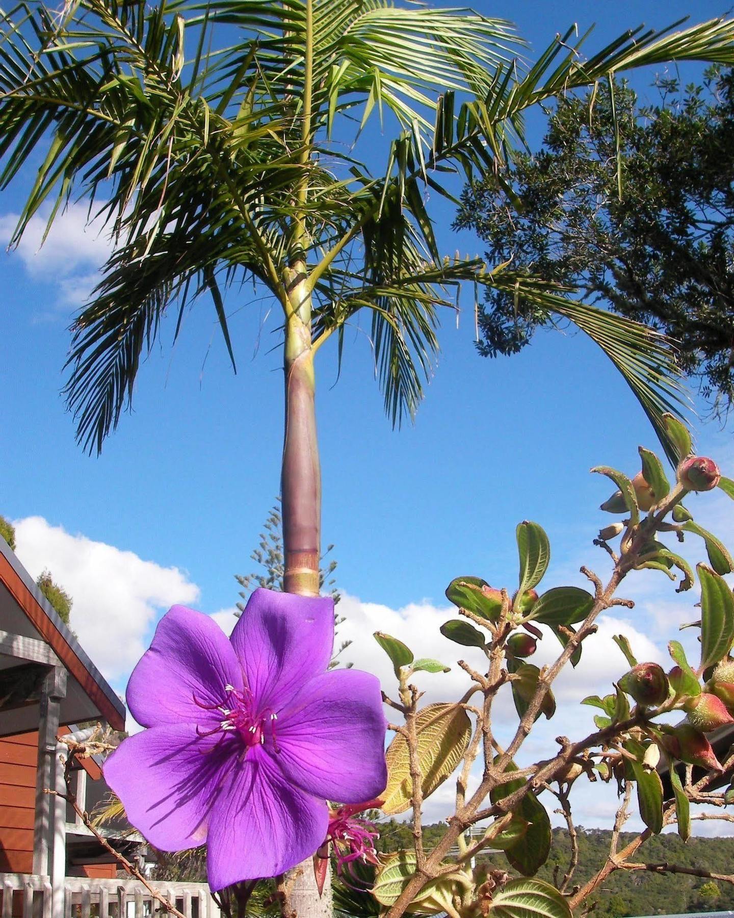 Bay Cabinz Motel Paihia Extérieur photo